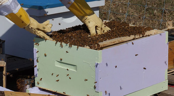 Прогноз: Загибель бджолосімей за зиму сягне до 40%