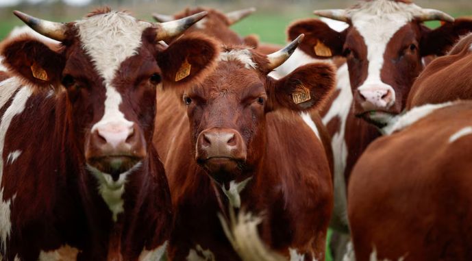 Світовий дефіцит викликав значне зростання українського експорту яловичини