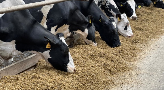 Виробництво промислового молока зростає у 16 регіонах України