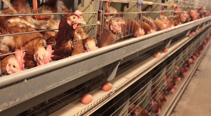 Птахофабрика на Київщині планує залучити 5,5 млн грн через випуск акцій