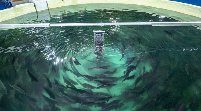 Виробництво продукції аквакультури в Україні скорочується, а продажі зростають