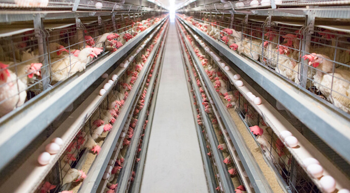 Виробник курятини на Львівщині планує подвоїти потужності