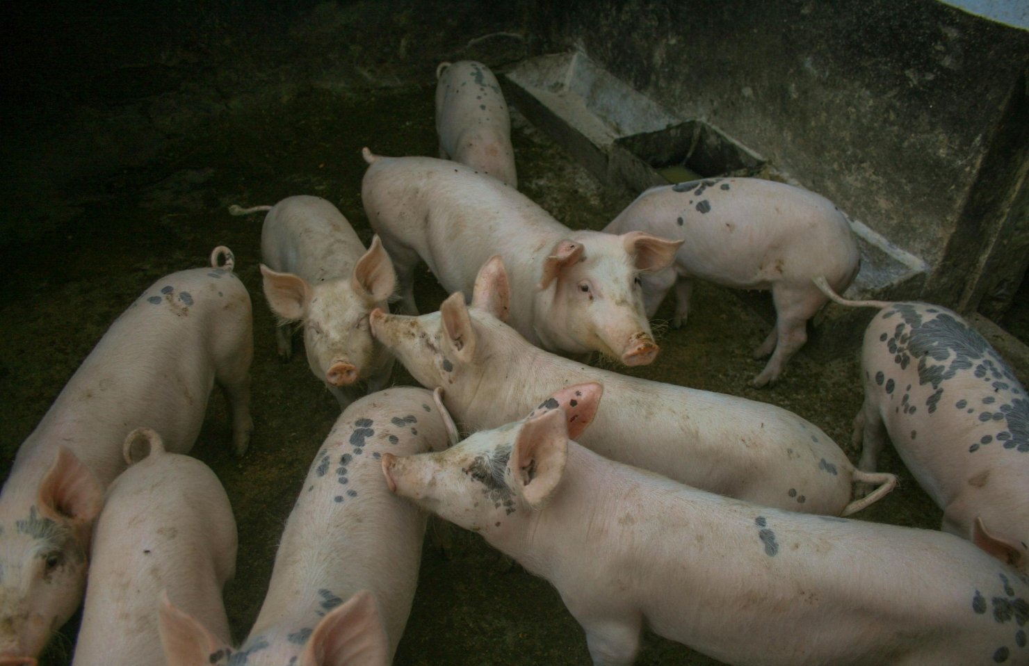 Україна наростила імпорт свинини: як це впливає на внутрішній ринок