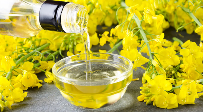 Ріпакова олія увійшла до топ-8 агропродукції, яку експортує Україна