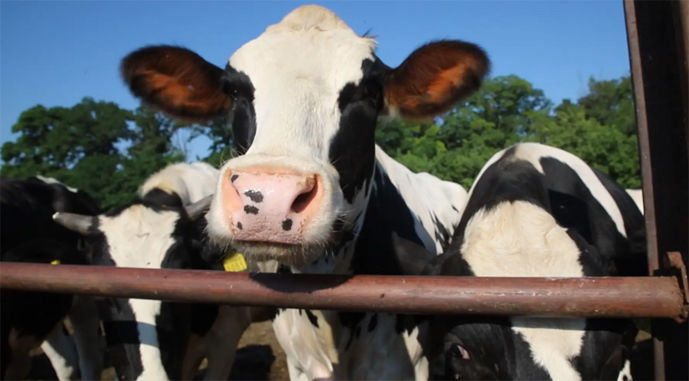 Виробництво яловичини в Україні зменшилось