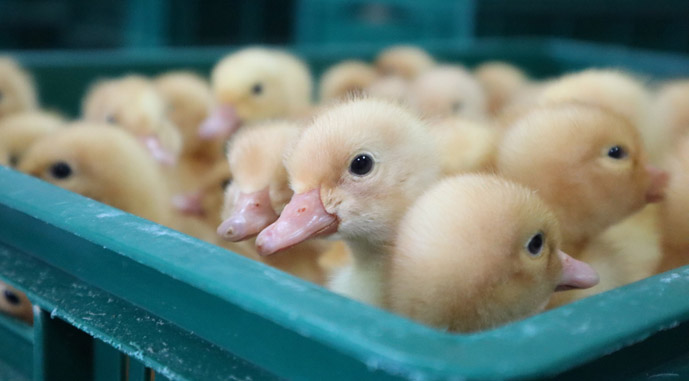 Україна імпортувала живої птиці майже на $20 млн