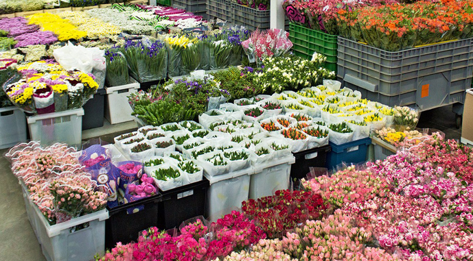 В Україну контрабандою завозиться квітів на 1,6 млрд грн