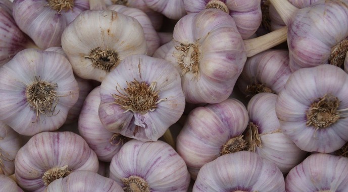 Китайський часник витісняє український. Чи є шанс зберегти галузь?