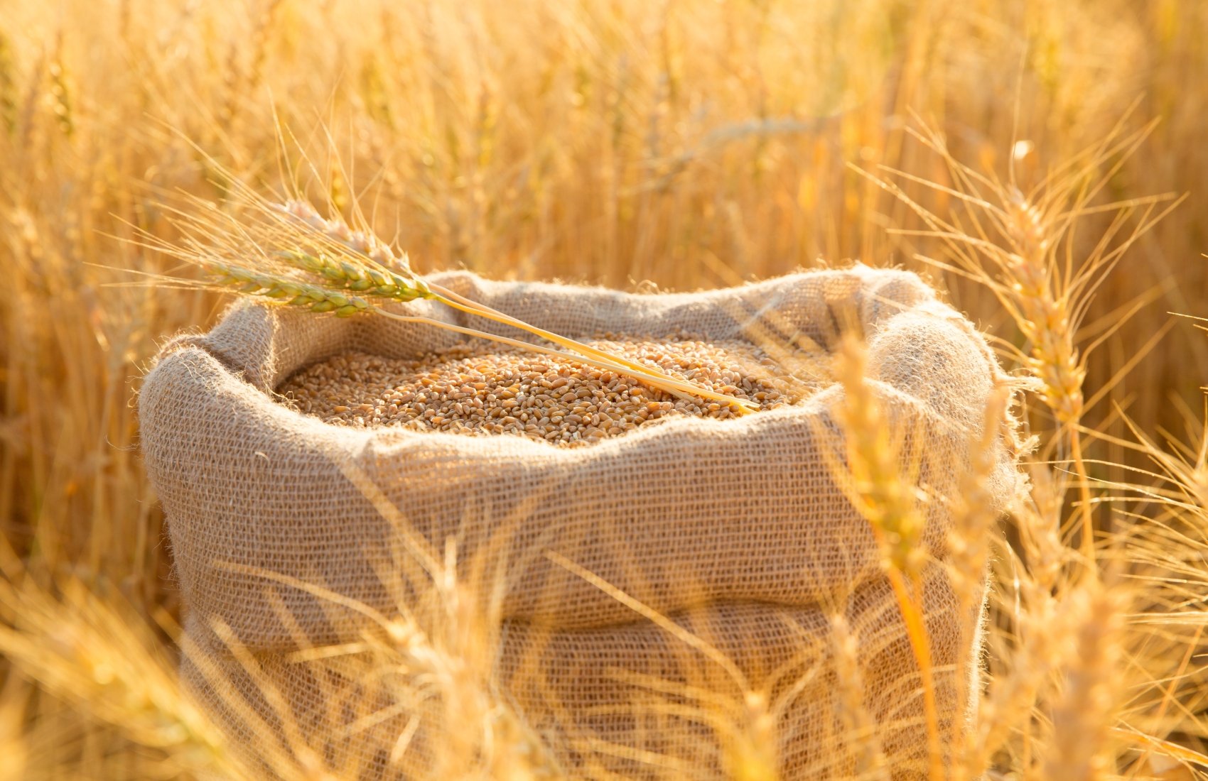 Експорт пшениці з України впав на 25%: чому зерно залишається на складах
