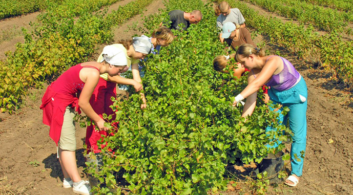 Іноземці на ягідних плантаціях України за кілька років будуть нормою