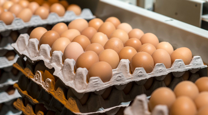 Великі виробники яєць в Україні майже подвоїли доходи