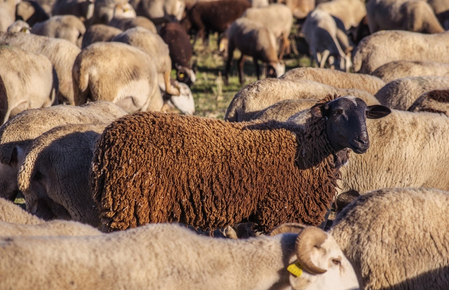 Українське вівчарство скорочується: у Мінекономіки назвали реальні цифри галузі