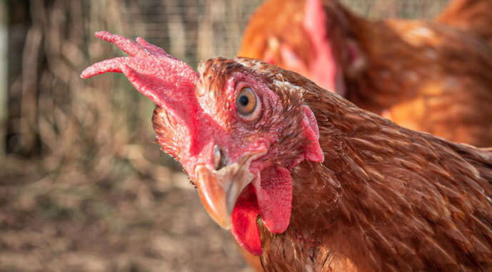 Великий виробник олії запустив птахофабрику на 100 тис. голів