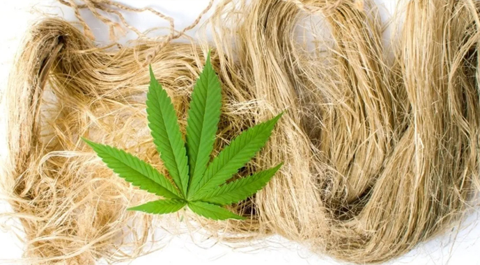 Український переробник конопель розширює асортимент продукції