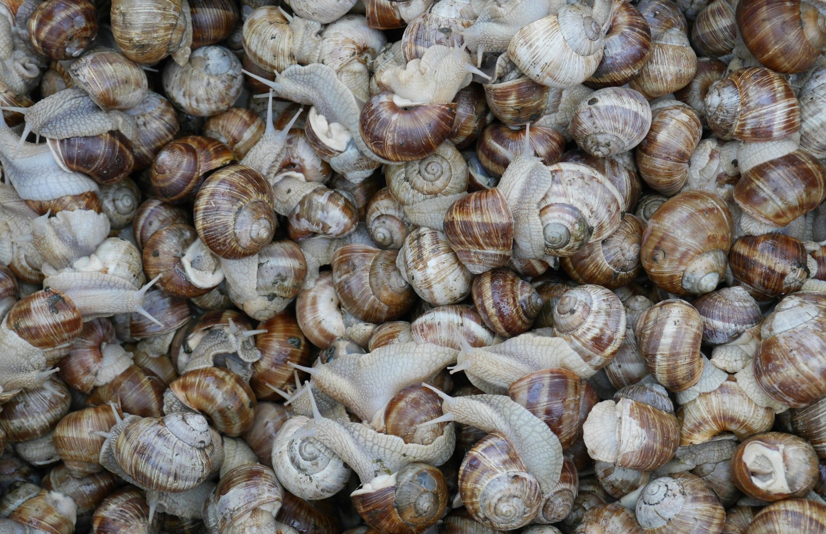 Україна наростила експорт молюсків на 27,1% у першому кварталі 2026 року