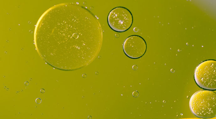 На Львівщині планують збудувати завод із переробки олійних