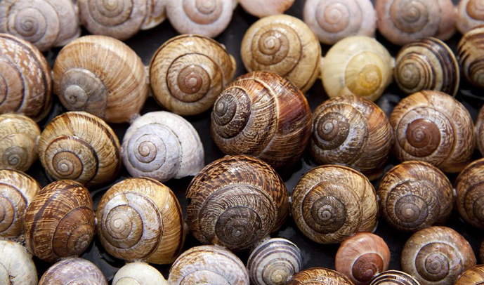 Майже 90% українського експорту равликів скуповує Іспанія
