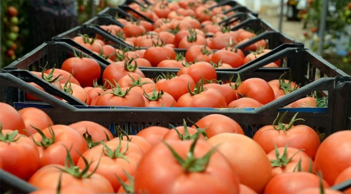 Україна увійшла до топ-3 покупців турецьких томатів
