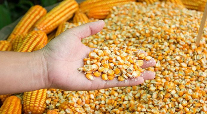 Експорт української кукурудзи зосередився на ринках із короткою логістикою
