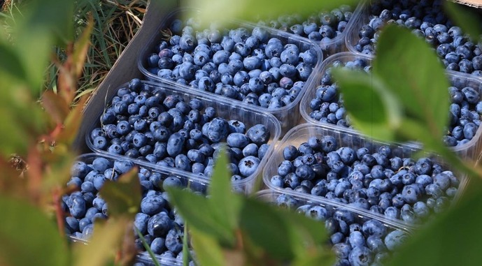 Названо кроки для вигідних продажів ягід на експорт