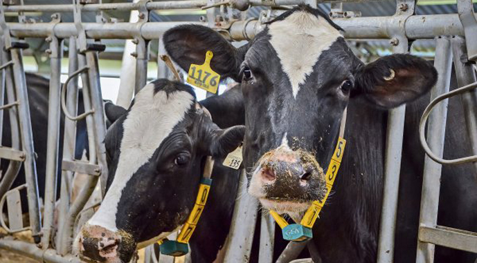 Топ-20 найпродуктивніших молочних ферм України 2025 року