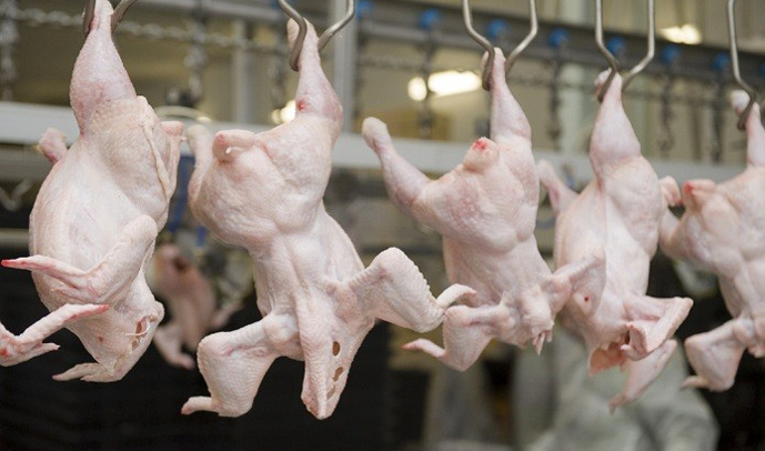USDA: Україна вироблятиме більше курятини